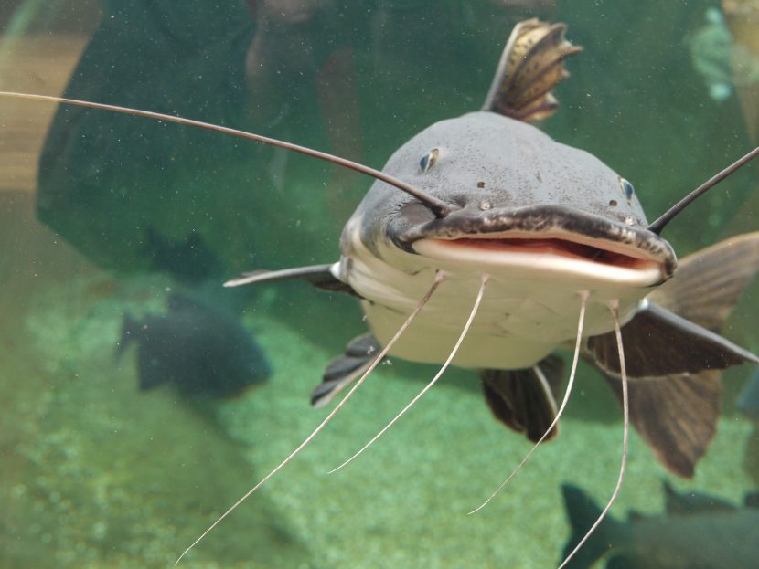 New exhibit "Meet the River Giants" opens at Tynemouth Aquarium