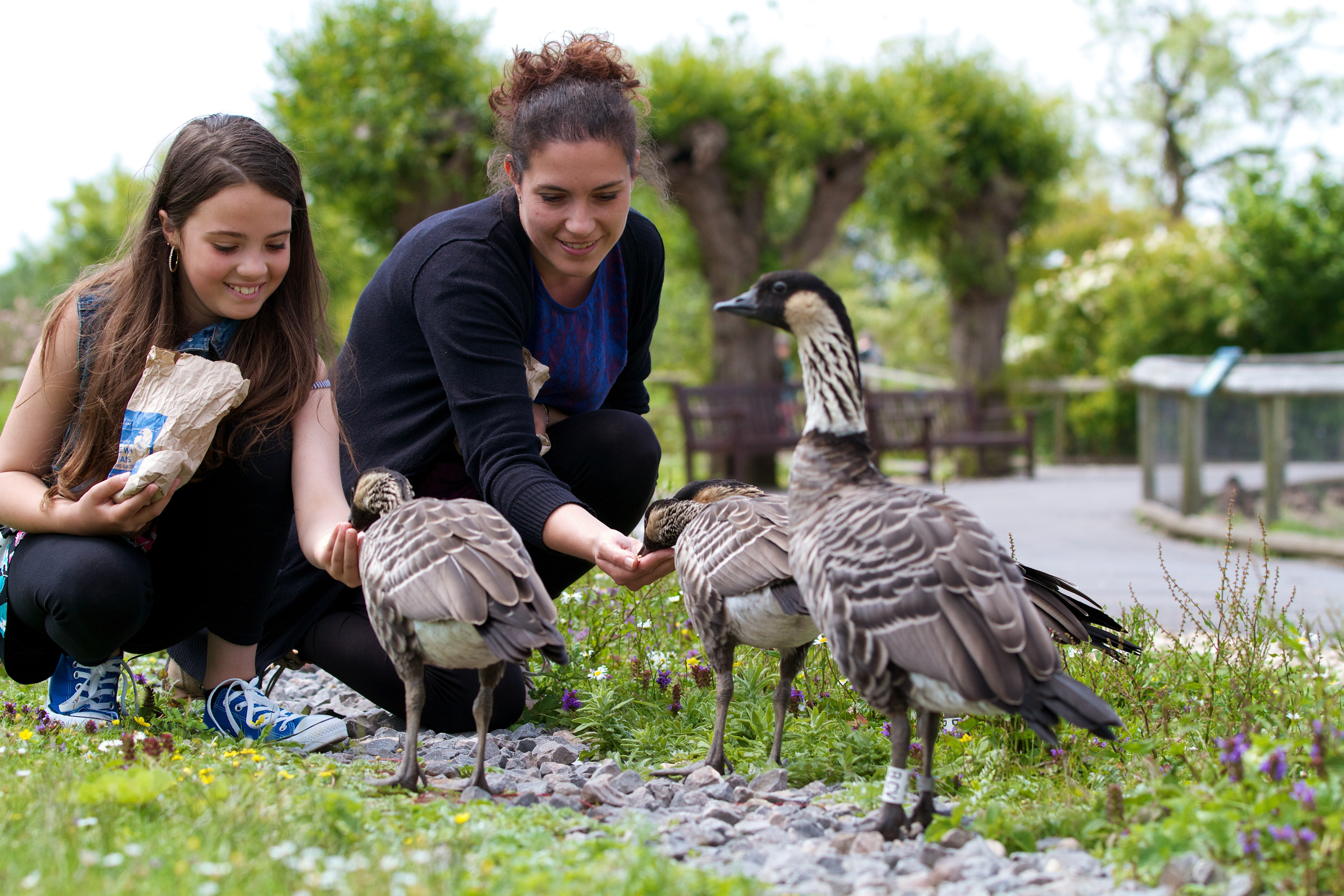 Girl and mother hand feeding Nenes at Slimbridge