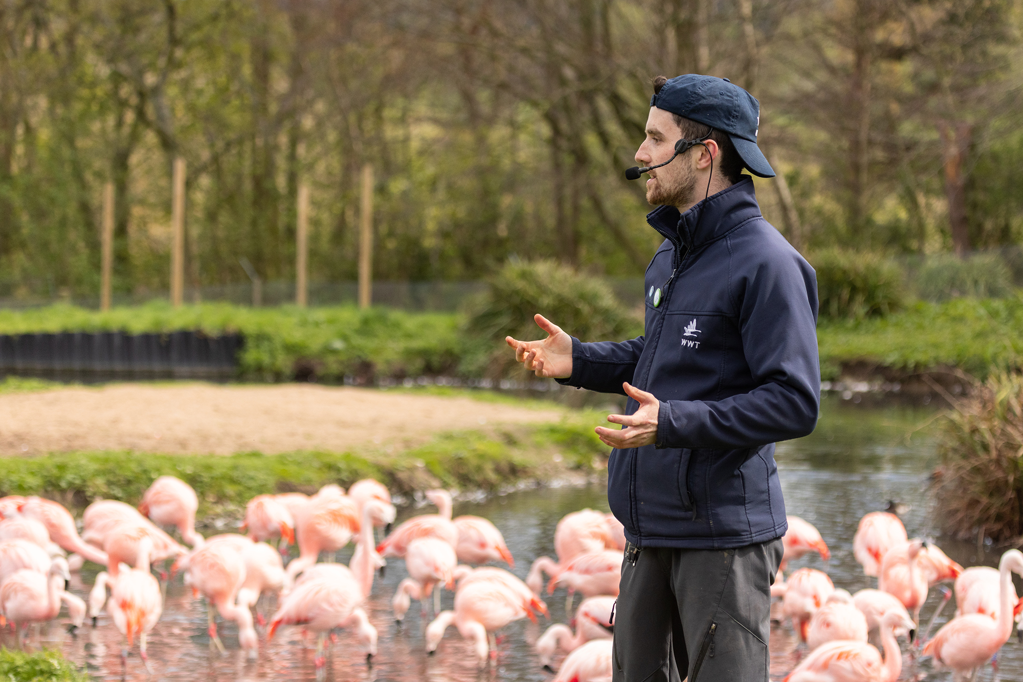WWT Warden presenting with a microphone in front of Chilean flamingos