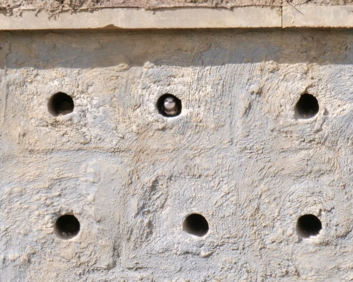 Image of six small holes in a wall and in the top middle hole a Sand Martin is poking its head out