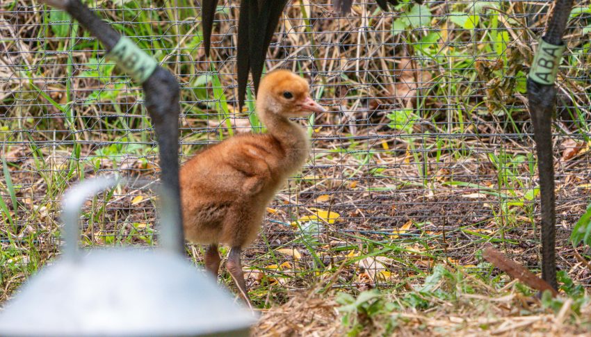 An orange baby crane walking around an outdoor enclosure.