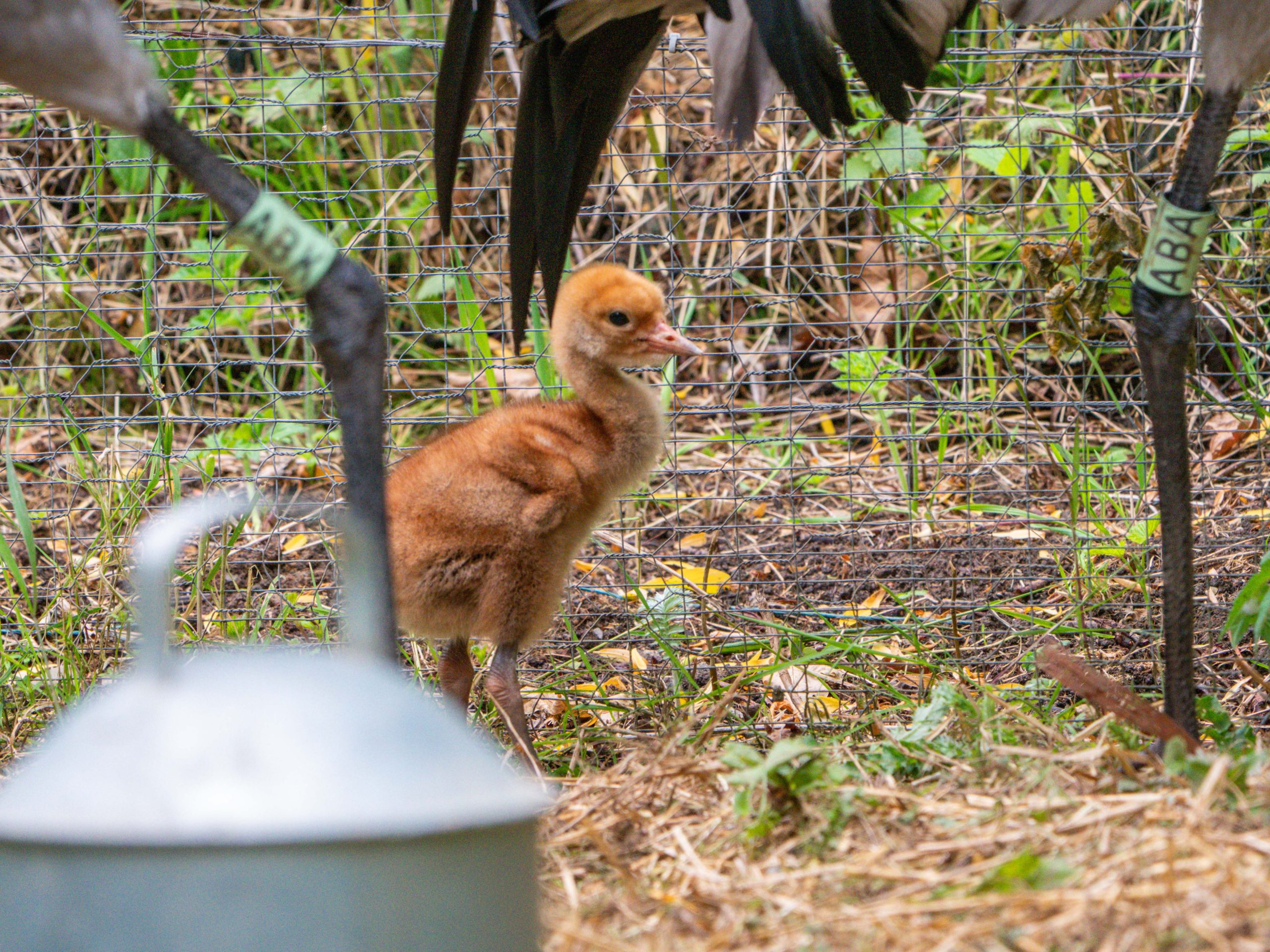 An orange baby crane walking around an outdoor enclosure.