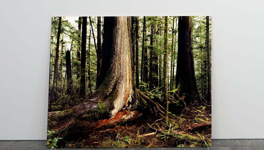 Large photo in a gallery of a forest.