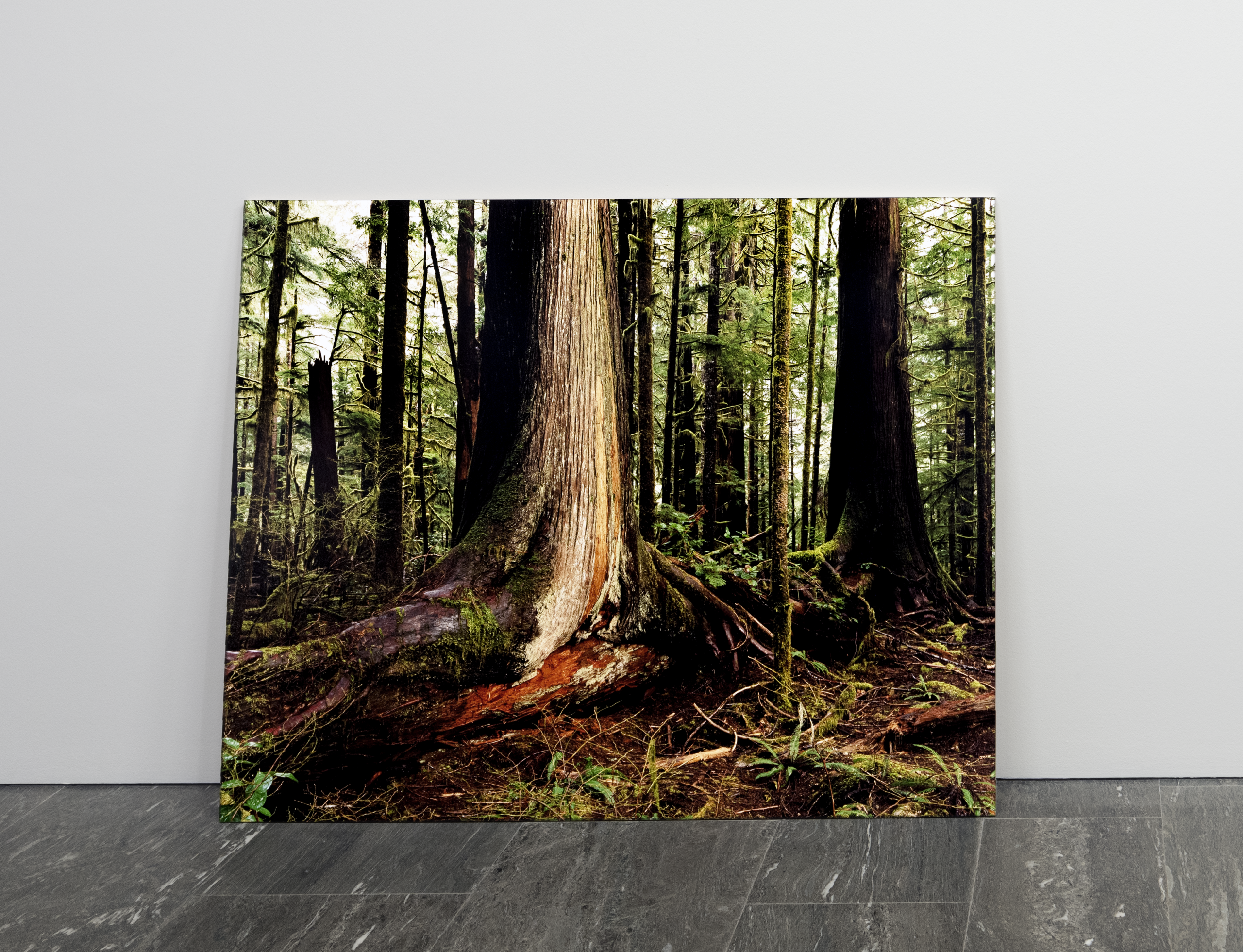 Large photo in a gallery of a forest.