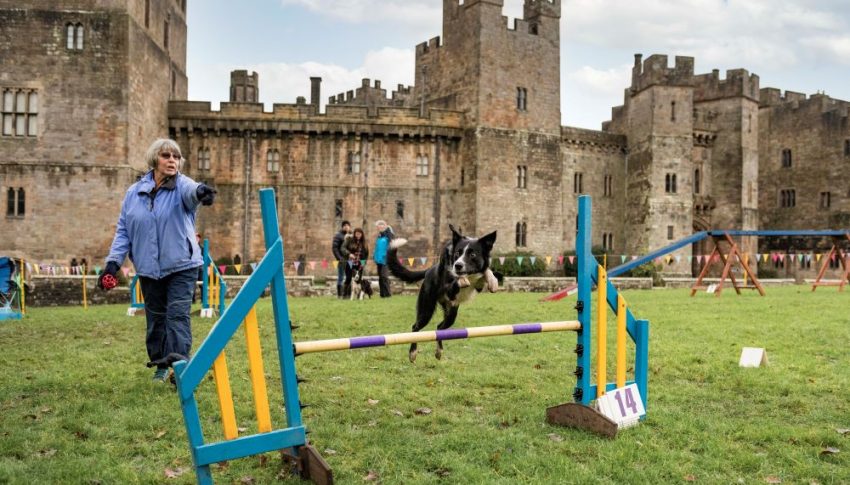 Dog jumping over a competition jump as owner leads it across. Raby Castle is in the background.