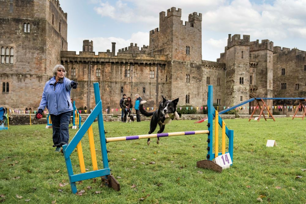 Dog jumping over a competition jump as owner leads it across. Raby Castle is in the background.