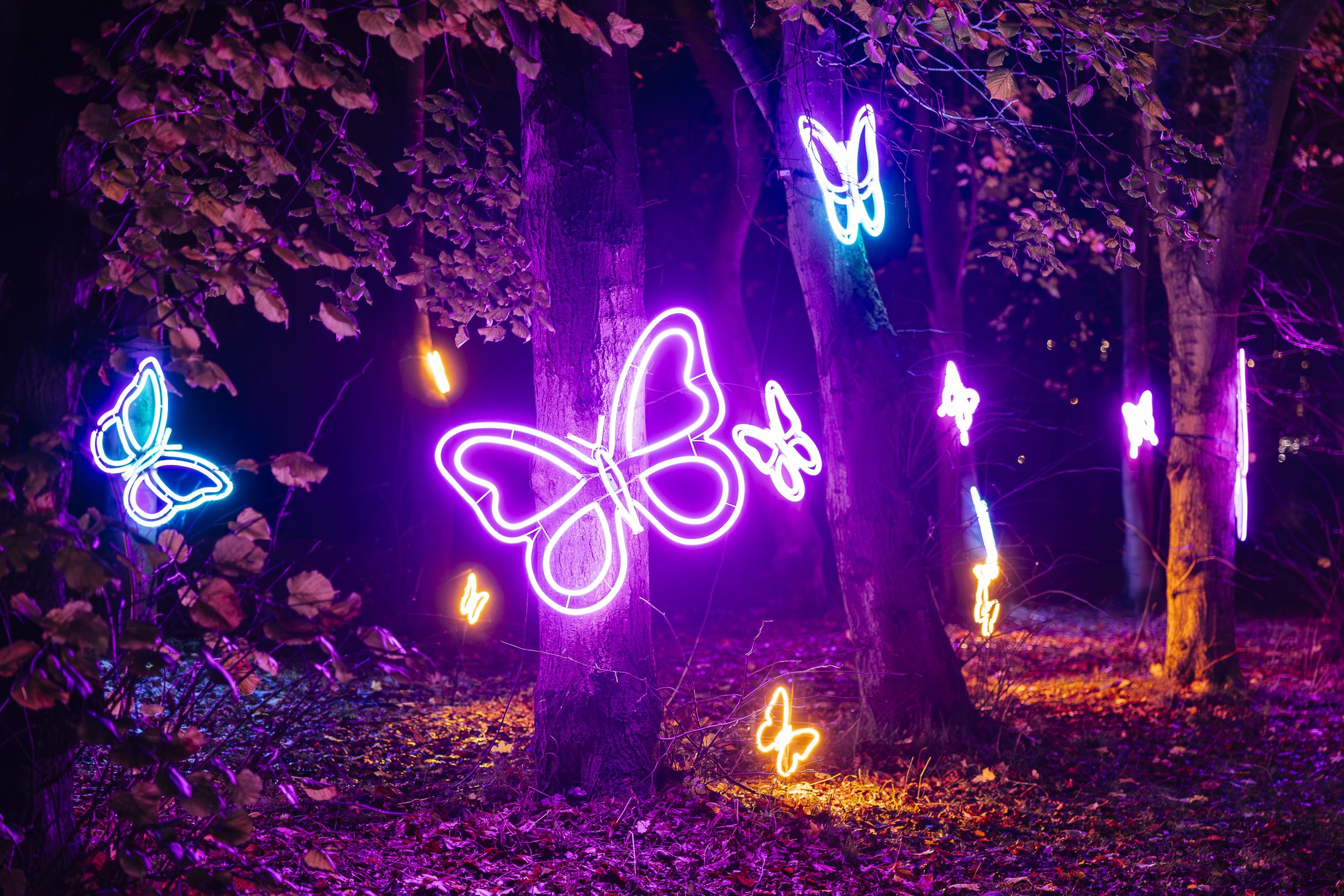 Lit up butterflies in a park for Northern Lights.